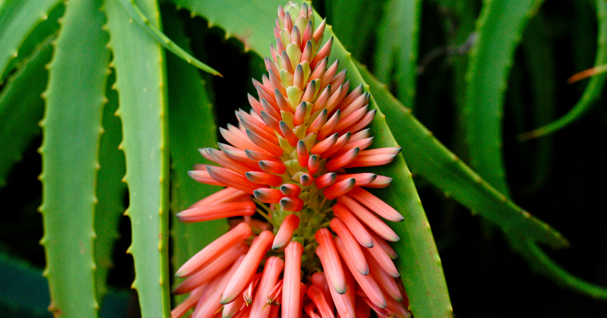 3 Things that Make Aloe Ferox Whole Leaf Capsules Worth Trying