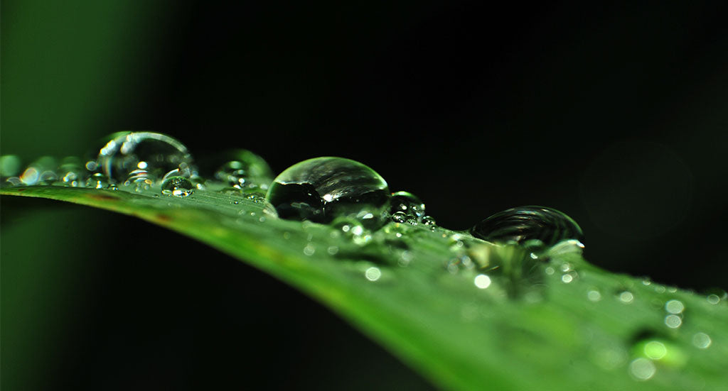 WEIGHT LOSS AND DETOX